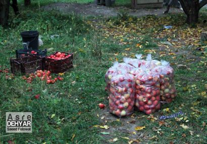 سیب اهر و باز هم قصه بی مهری ها