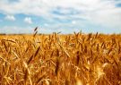 فعالیت ۷۰ مرکز برای خرید تضمینی گندم در آذربایجان شرقی