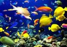 تولید بیش از ۱۳ میلیون قطعه ماهی زینتی در آذربایجان شرقی