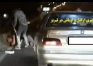 دستگیری اراذل و اوباش در نصف راه تبریز