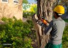 پیرایش درختان سطح حوزه شهرداری منطقه ۲