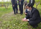 نصب ۱۱ دستگاه سامانه ضد تگرگ در باغات و مزارع اهر