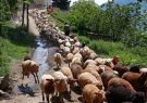کمبود آرد و نان در مناطق ییلاقی سهند مراغه
