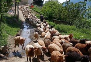 کمبود آرد و نان در مناطق ییلاقی سهند مراغه