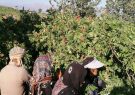 مرغوب‌ترین سماق ایران کجا تولید می‌شود؟