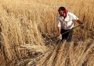 افزایش ۱۰۰درصدی خرید تضمینی گندم در آذربایجان شرقی