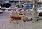 رها مثل سگ‌های ولگرد!