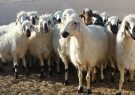 برخورد ام وی ام با گلّه احشام در مرند و کشته شدن ۲۱ راس گوسفند