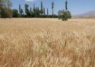 سمپاشی ۴۰ هکتار اراضی شهرستان هریس توسط پهپاد