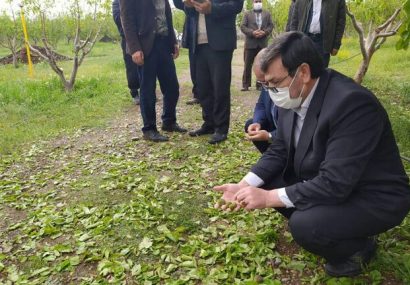 نصب ۱۱ دستگاه سامانه ضد تگرگ در باغات و مزارع اهر