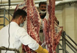 عرضه گوشت شقه گوسفندی با قیمت ۱۱۶ هزارو ۹۰۰ تومان در میادین میوه و تره بار عرضه گوشت شقه گوسفندی با قیمت ۱۱۶ هزارو ۹۰۰ تومان در میادین میوه و تره بار