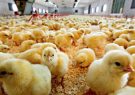 ساماندهی جوجه‌های مازاد یک روزه توسط بسیج وزارت جهاد کشاورزی