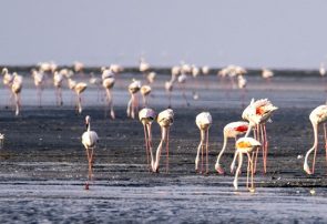 شناسایی 85 هزار چاه غیرمجاز در حوضه آبریز دریاچه ارومیه/ حفر 27 کیلومتر تونل برای انتقال آب به دریاچه شناسایی ۸۵ هزار چاه غیرمجاز در حوضه آبریز دریاچه ارومیه/ حفر ۲۷ کیلومتر تونل برای انتقال آب به دریاچه