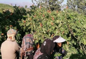 مرغوب‌ترین سماق ایران کجا تولید می‌شود؟