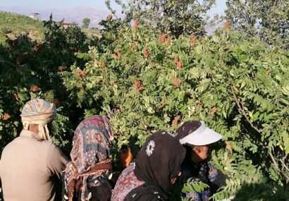 مرغوب‌ترین سماق ایران کجا تولید می‌شود؟