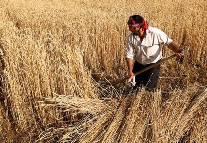 افزایش ۱۰۰درصدی خرید تضمینی گندم در آذربایجان شرقی