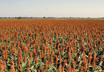 کاشت سورگوم دانه ای برای اولین بار در استان آذربایجان شرقی کاشت سورگوم دانه ای برای اولین بار در استان آذربایجان شرقی