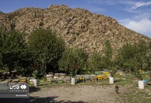 «پرورش زنبور عسل» در اَهَر «پرورش زنبور عسل» در اَهَر