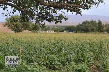 شیر بلال اَهَر(اهرمَکَه سی)