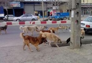 رها مثل سگهای ولگرد!/راهکار عملی شهرداری برای کنترل جمعیت سگهای بی صاحب چیست رها مثل سگهای ولگرد!/راهکار عملی شهرداری برای کنترل جمعیت سگهای بی صاحب چیست