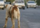 پناهگاه حیوانات در تبریز آبان‌ سال‌جاری به بهره برداری می‌رسد/ عقیم سازی سگ‌های بلاصاحب تبریز پس از زنده گیری