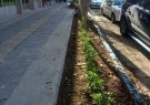 کاشت هزار درختچه شمشاد در خیابان دارایی تبریز کاشت هزار درختچه شمشاد در خیابان دارایی تبریز