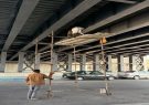 آغاز اجرای طرح نورپردازی پل روگذر شهیدان حضرتپور با هزینهای بالغ بر ۳۰ میلیارد ریال آغاز اجرای طرح نورپردازی پل روگذر شهیدان حضرتپور با هزینهای بالغ بر ۳۰ میلیارد ریال